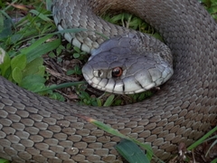 Natrix astreptophora