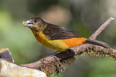 Ramphocelus flammigerus