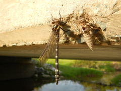 Cordulegaster maculata