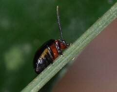 Arcastes biplagiata