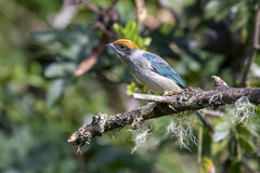 Stilpnia vitriolina