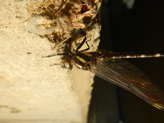 Cordulegaster maculata