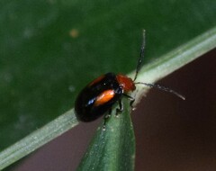 Arcastes biplagiata