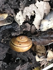 Helminthoglypta phlyctaena