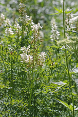 Corydalis caseana brachycarpa