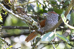 Thamnophilus multistriatus