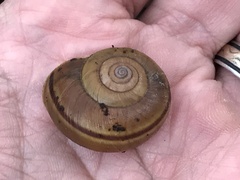 Helminthoglypta phlyctaena