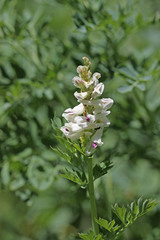 Corydalis caseana brachycarpa