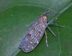Faventilla pustulata