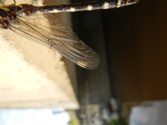 Cordulegaster maculata