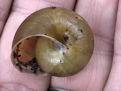 Helminthoglypta phlyctaena