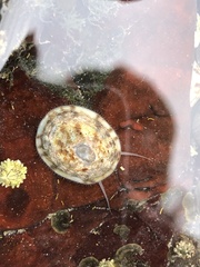 Testudinalia testudinalis