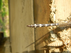 Cordulegaster maculata