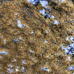 Xanthomendoza fallax