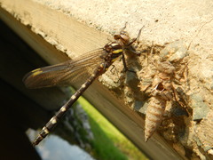 Cordulegaster maculata