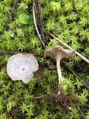 Arrhenia rickenii