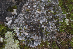 Peltigera membranacea
