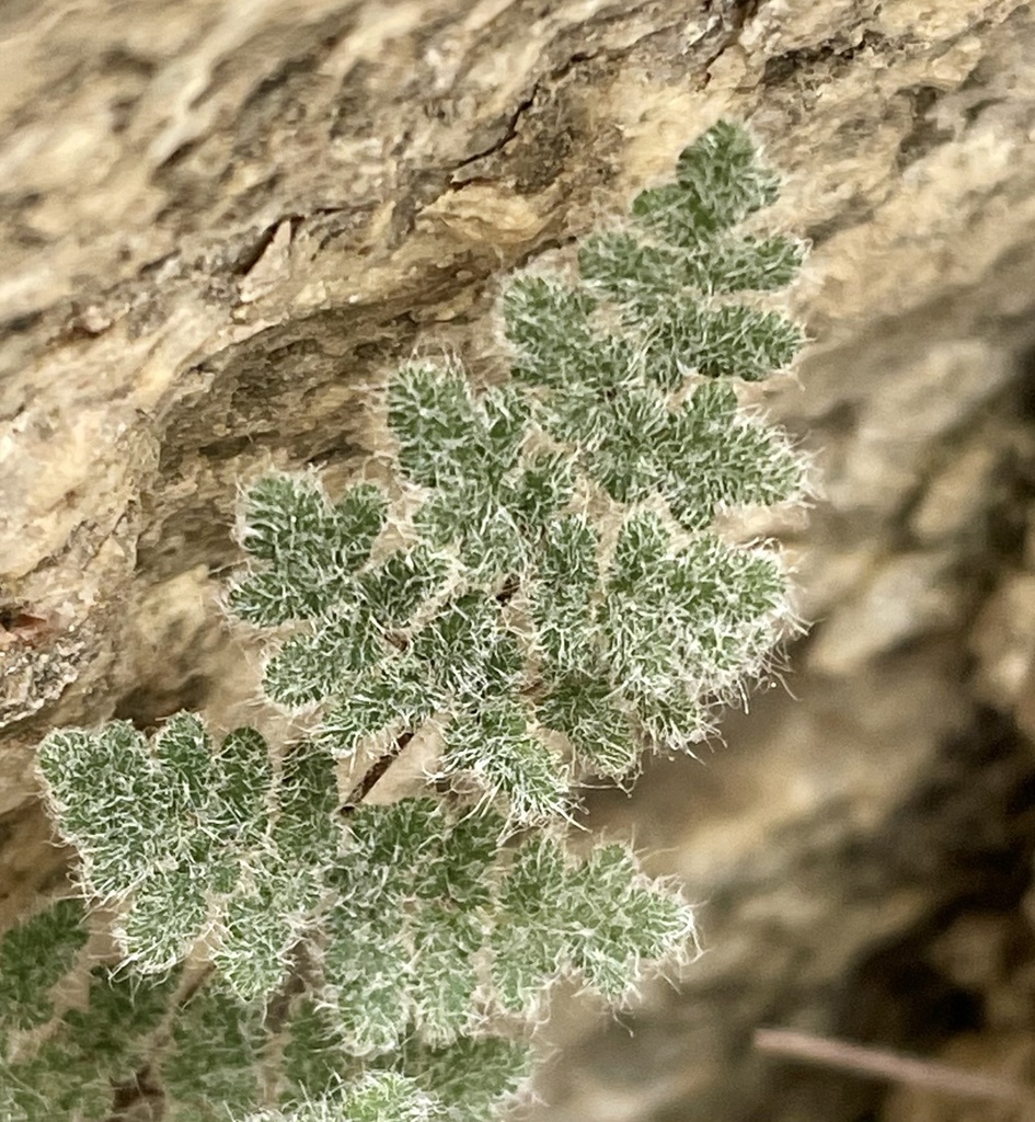 Parry's lip fern
