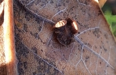 Neuroterus albipes