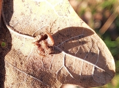 Neuroterus albipes