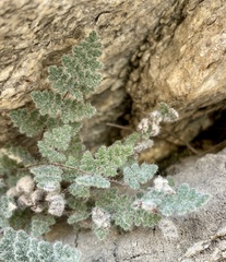 Myriopteris parryi
