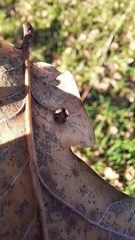 Neuroterus albipes