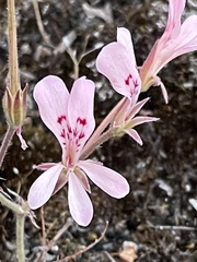 Pelargonium pinnatum