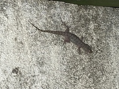 Hemidactylus frenatus