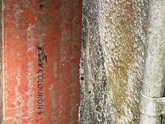 Hemidactylus frenatus