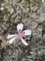 Pelargonium pinnatum