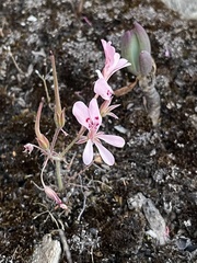 Pelargonium pinnatum