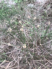 Eleocharis macrostachya