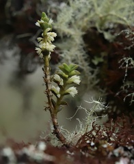 Fernandezia