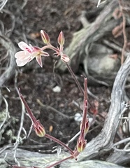 Pelargonium pinnatum