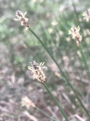 Eleocharis macrostachya