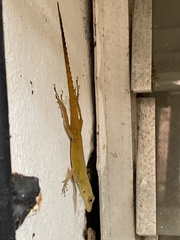 Anolis distichus