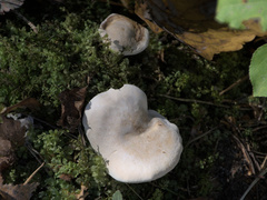 Clitopilus