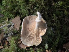 Clitopilus