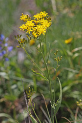 Crepis acuminata