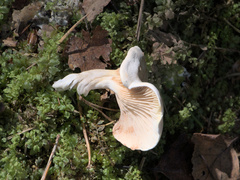 Clitopilus