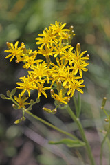 Crepis acuminata