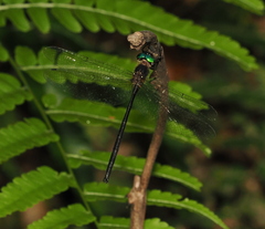 Pseudocordulia circularis