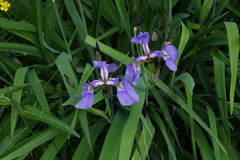 Iris setosa
