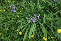 Iris setosa
