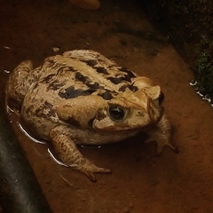 Rhinella diptycha