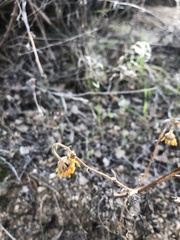 Hymenothrix dissecta