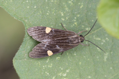 Aclytia punctata