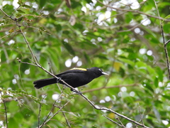Cacicus chrysopterus