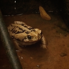 Rhinella diptycha