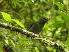 Chiroxiphia caudata